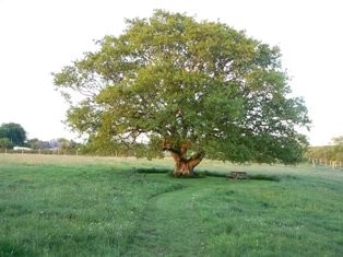 oak tree